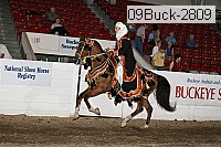 09buck-2809 proof