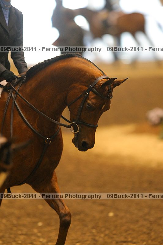 Proof 09buck-2841