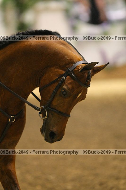 Proof 09buck-2849