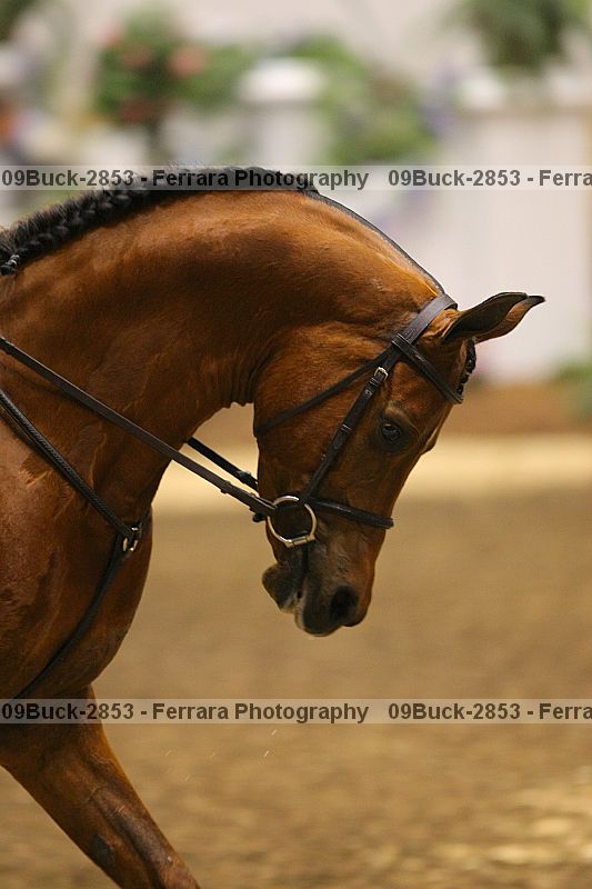 Proof 09buck-2853