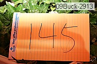 09buck-2913 proof