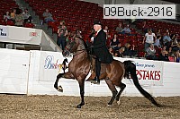 09buck-2916 proof