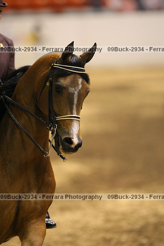 Proof 09buck-2934