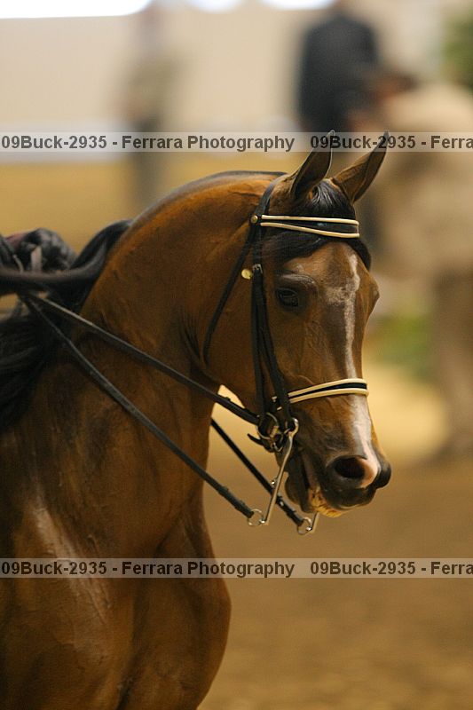 Proof 09buck-2935