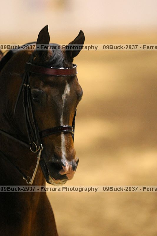 Proof 09buck-2937