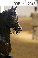 09buck-2946 proof