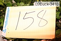 09buck-3418 proof