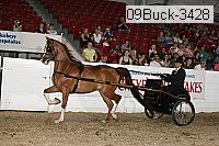 09buck-3428 proof