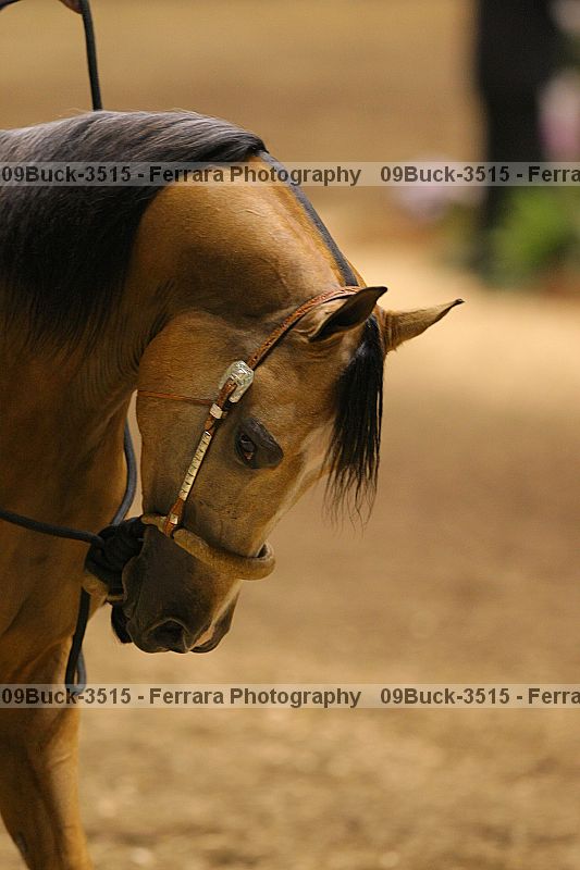 Proof 09buck-3515