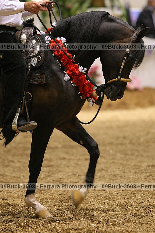 Proof 09buck-3608