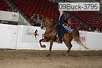 09buck-3795 proof
