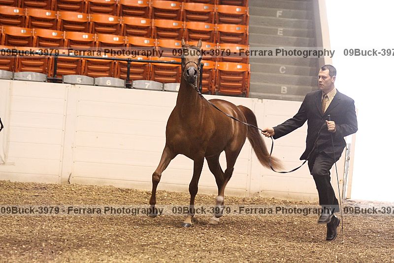 Proof 09buck-3979