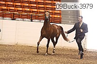 09buck-3979 proof