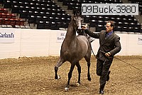 09buck-3980 proof