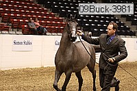 09buck-3981 proof