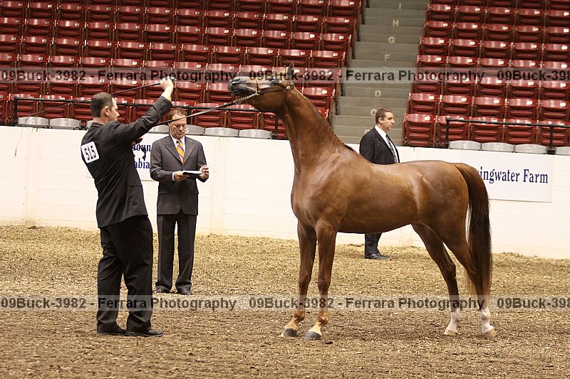 Proof 09buck-3982