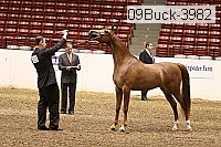 09buck-3982 proof