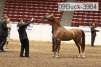 09buck-3984 proof