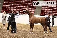 09buck-3985 proof