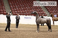 09buck-3986 proof