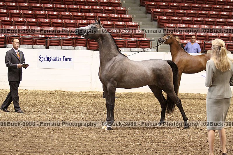 Proof 09buck-3988