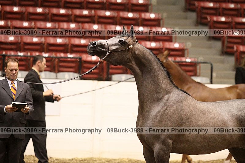 Proof 09buck-3989