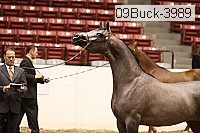 09buck-3989 proof