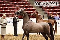 09buck-3991 proof