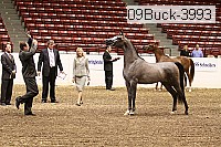 09buck-3993 proof
