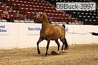09buck-3997 proof