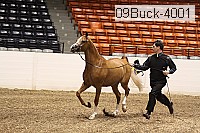 09buck-4001 proof
