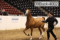 09buck-4002 proof