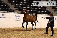 09buck-4004 proof