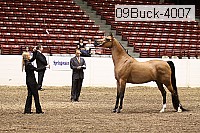 09buck-4007 proof
