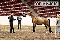 09buck-4010 proof