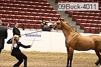 09buck-4011 proof