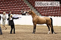 09buck-4012 proof