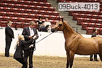09buck-4013 proof