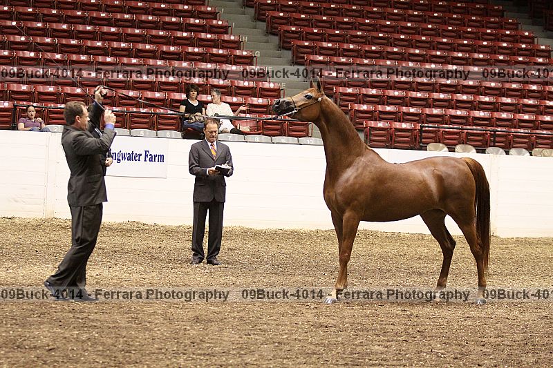 Proof 09buck-4014