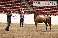 09buck-4014 proof