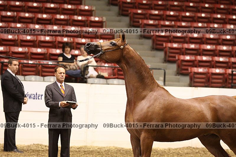 Proof 09buck-4015