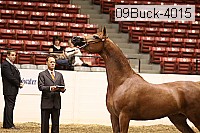 09buck-4015 proof