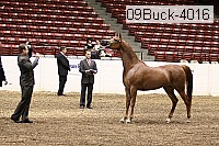 09buck-4016 proof