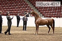 09buck-4017 proof