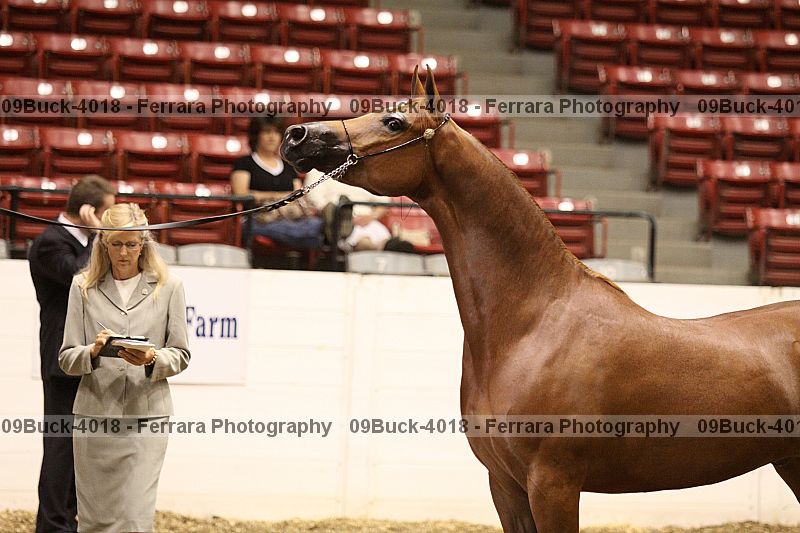 Proof 09buck-4018