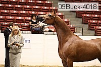 09buck-4018 proof