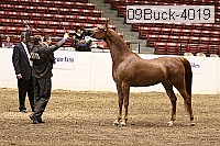 09buck-4019 proof