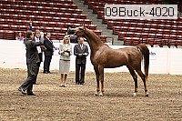 09buck-4020 proof