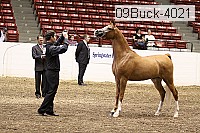 09buck-4021 proof