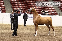 09buck-4022 proof